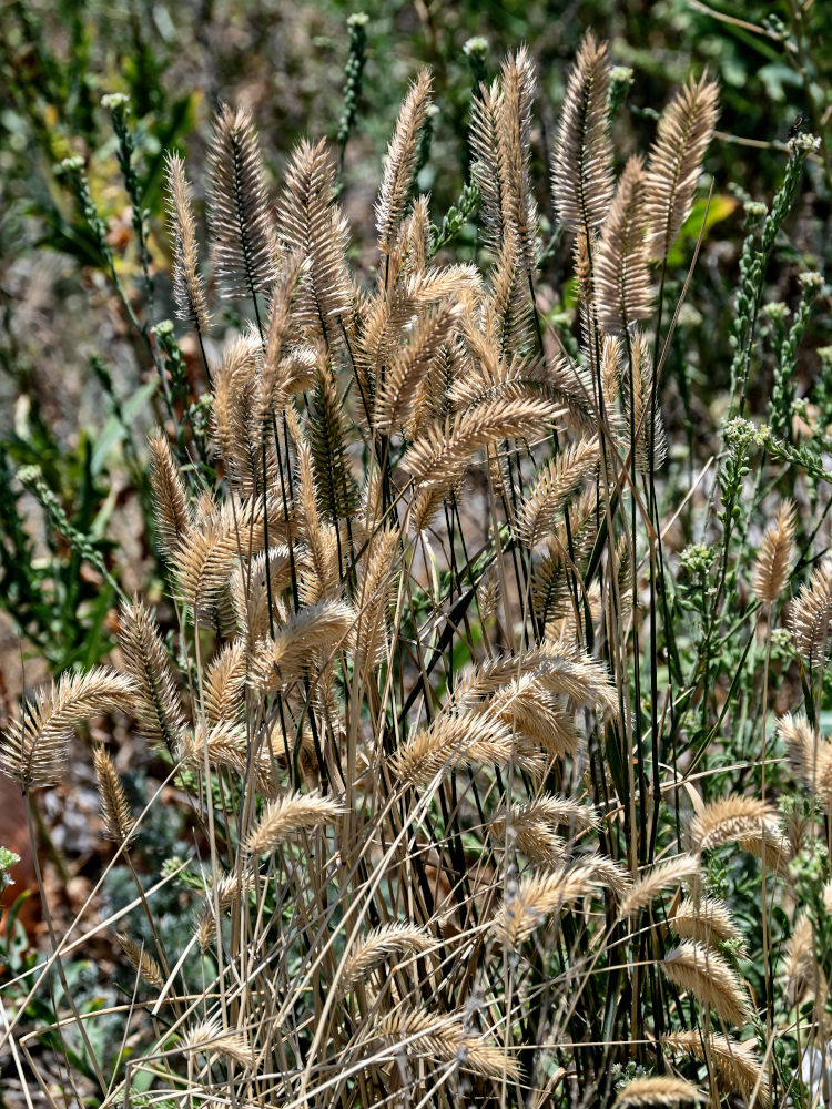 Изображение особи Agropyron pectinatum.