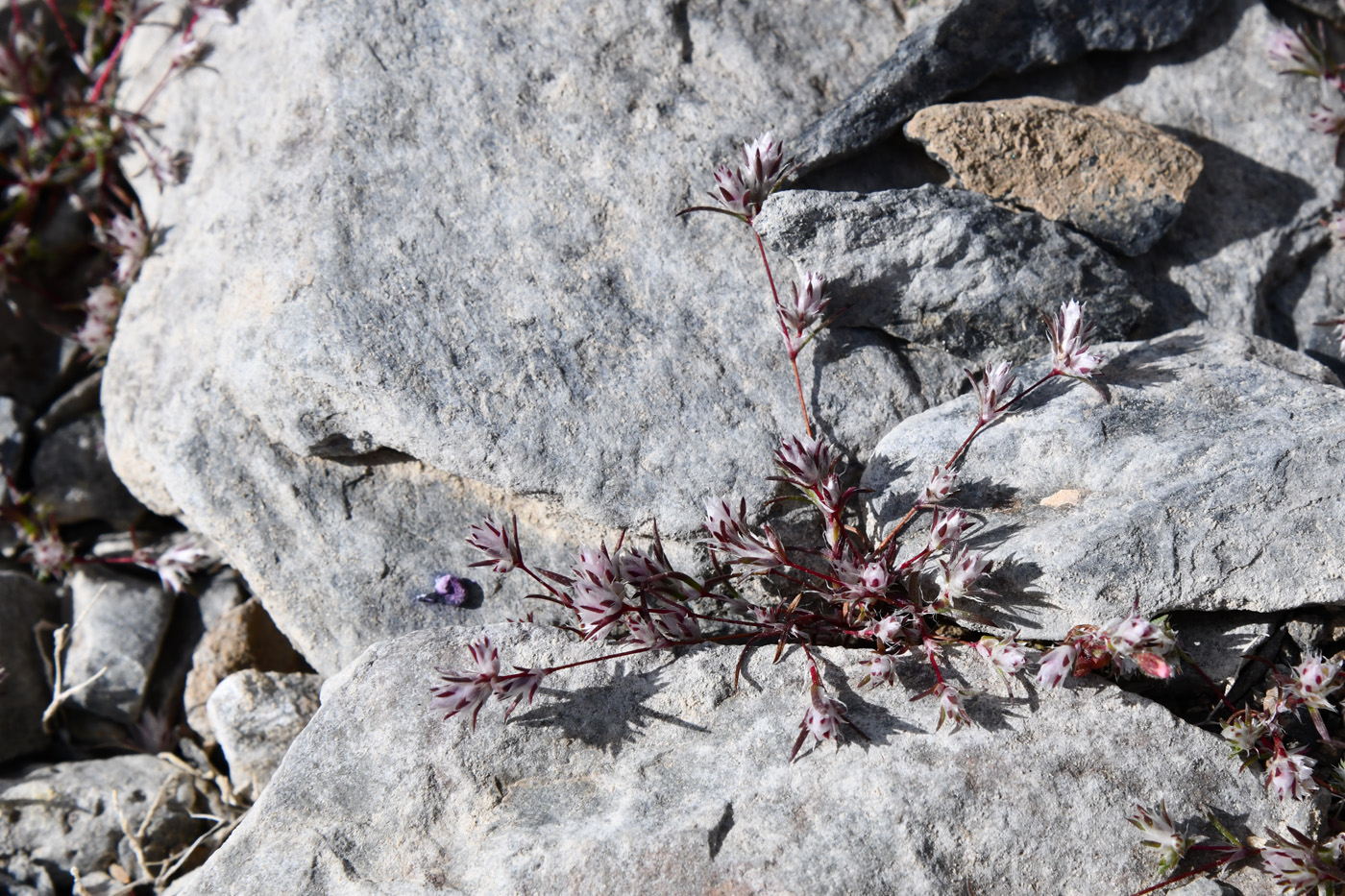 Изображение особи Polygonum molliiforme.