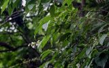 Philadelphus sericanthus