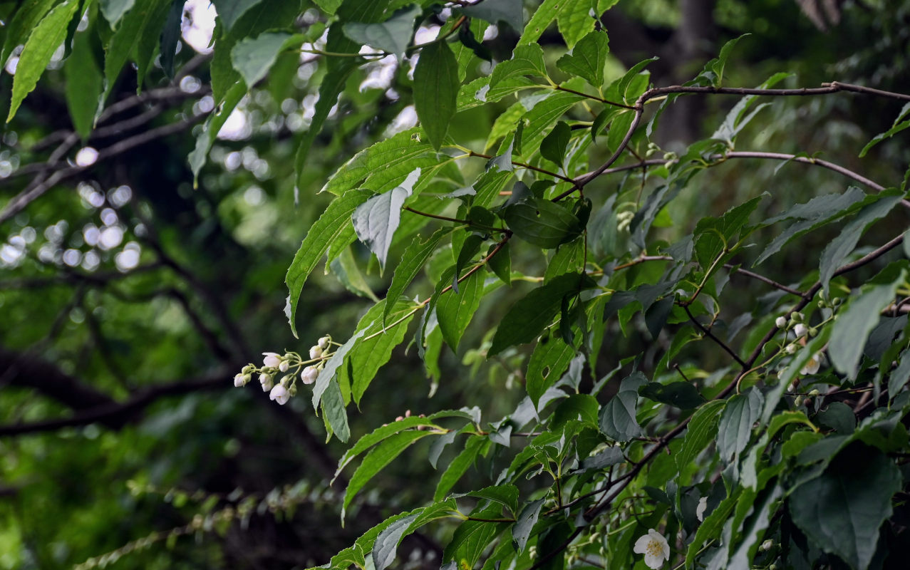 Изображение особи Philadelphus sericanthus.