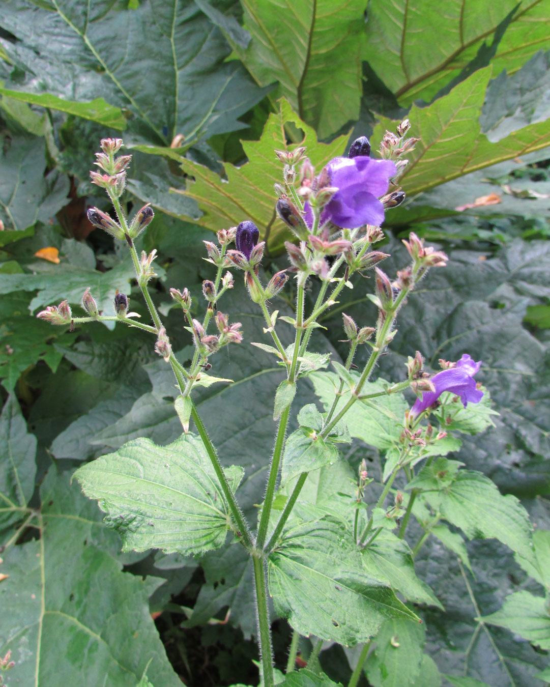 Image of Strobilanthes atropurpurea specimen.