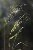 Triticum aestivum. Верхушки побегов с соплодиями. Приморский край, г. Владивосток, на ж.-д. насыпи. 02.09.2024.