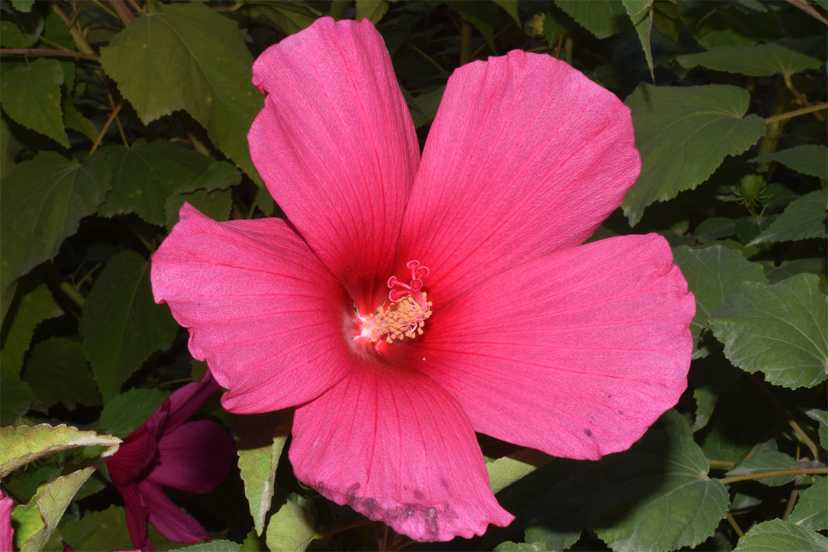 Image of Hibiscus moscheutos specimen.