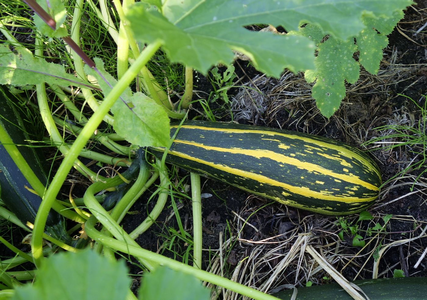 Image of Cucurbita pepo specimen.