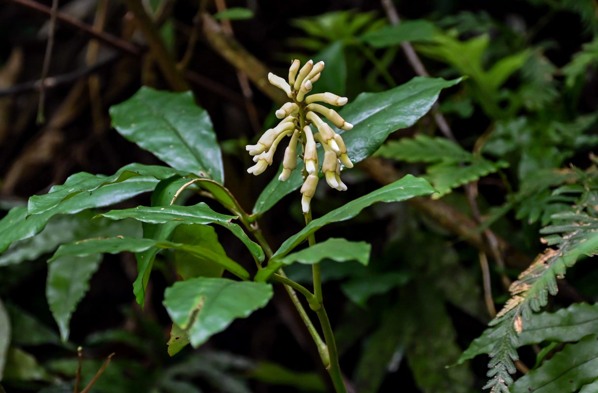 Image of familia Fabaceae specimen.