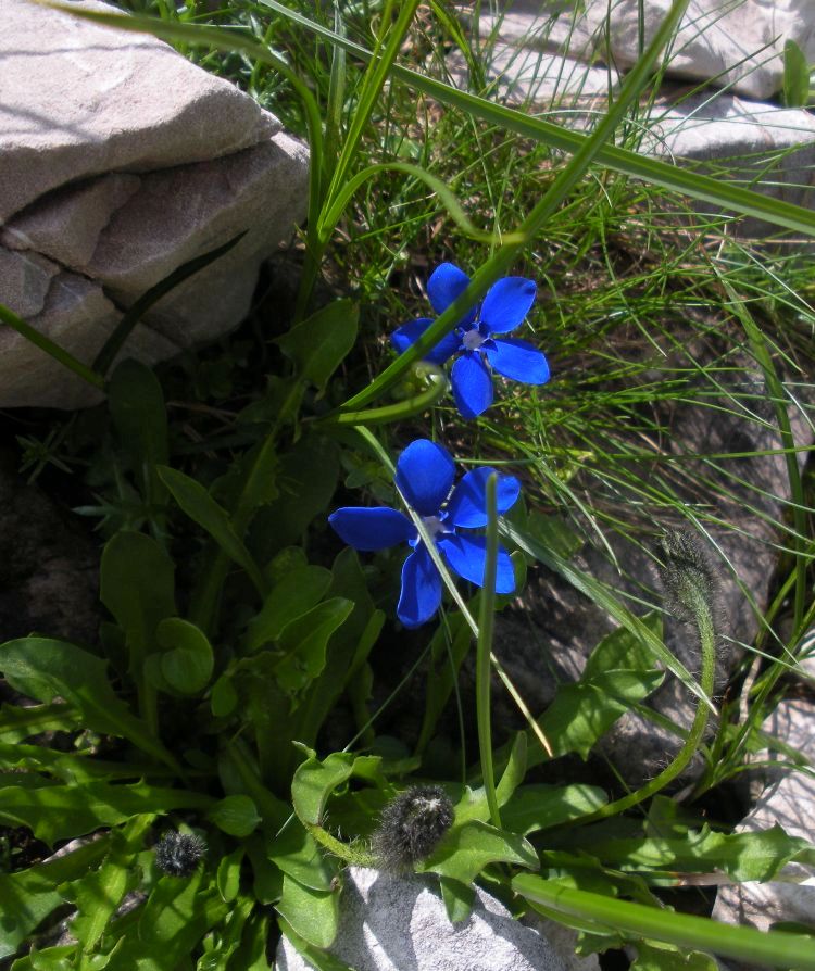 Image of Gentiana verna specimen.