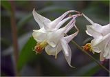 Aquilegia vulgaris. Цветок (гипохромная форма). Московская обл., Раменский р-н, окр. дер. Хрипань, садовый участок. 14.08.2024.