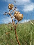 Fritillaria verticillata. Верхушка плодоносящего растения. Казахстан, Восточно-Казахстанская обл., Уланский р-н, Калбинское нагорье, массив Айыртау, степь. 29 июня 2024 г.