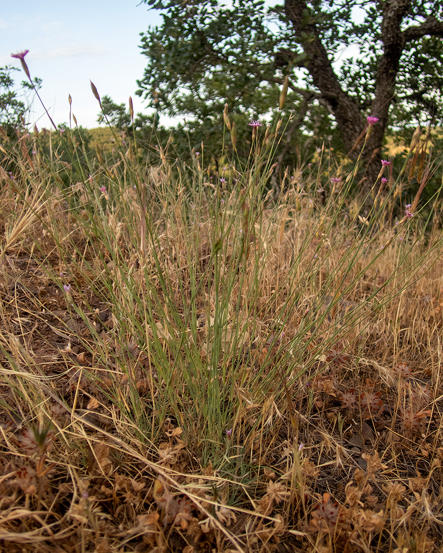 Image of Dianthus humilis specimen.