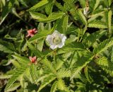 Rubus illecebrosus