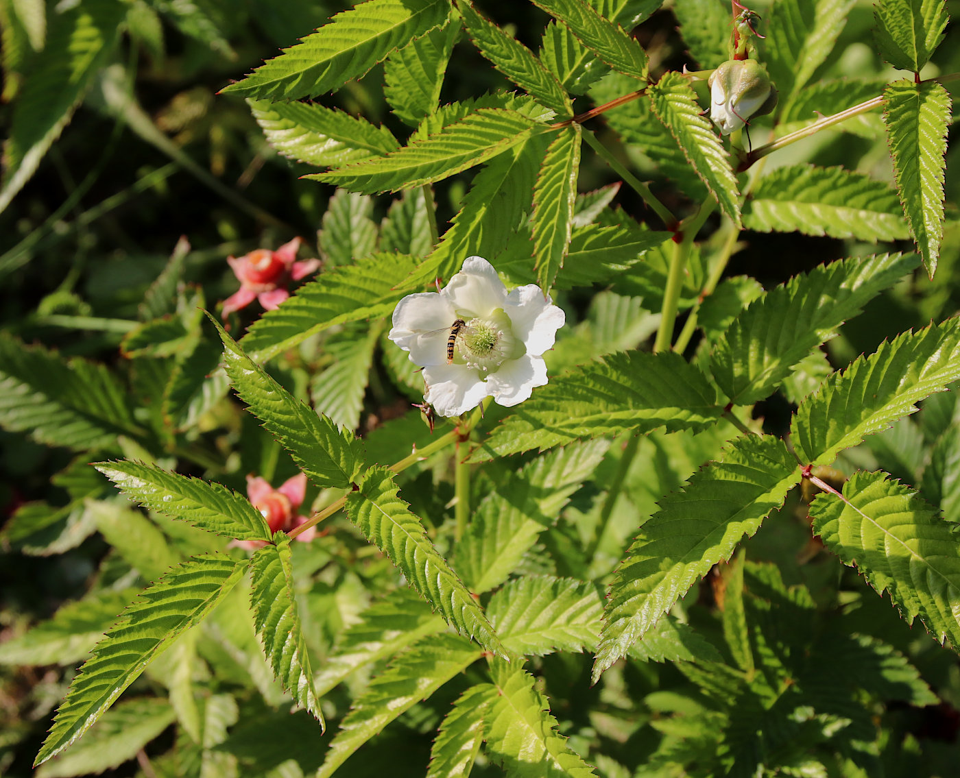 Изображение особи Rubus illecebrosus.