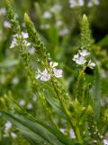 Veronica anagallis-aquatica