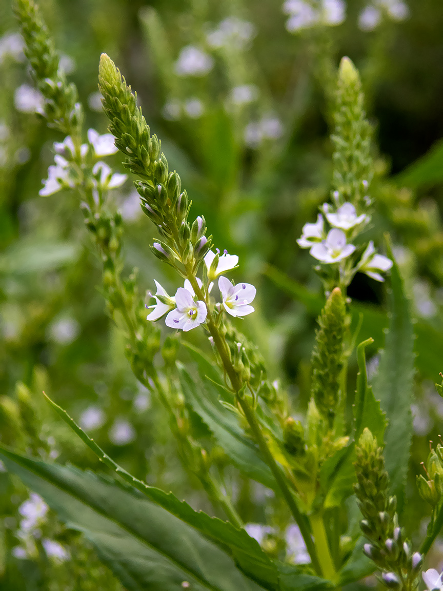 Изображение особи Veronica anagallis-aquatica.