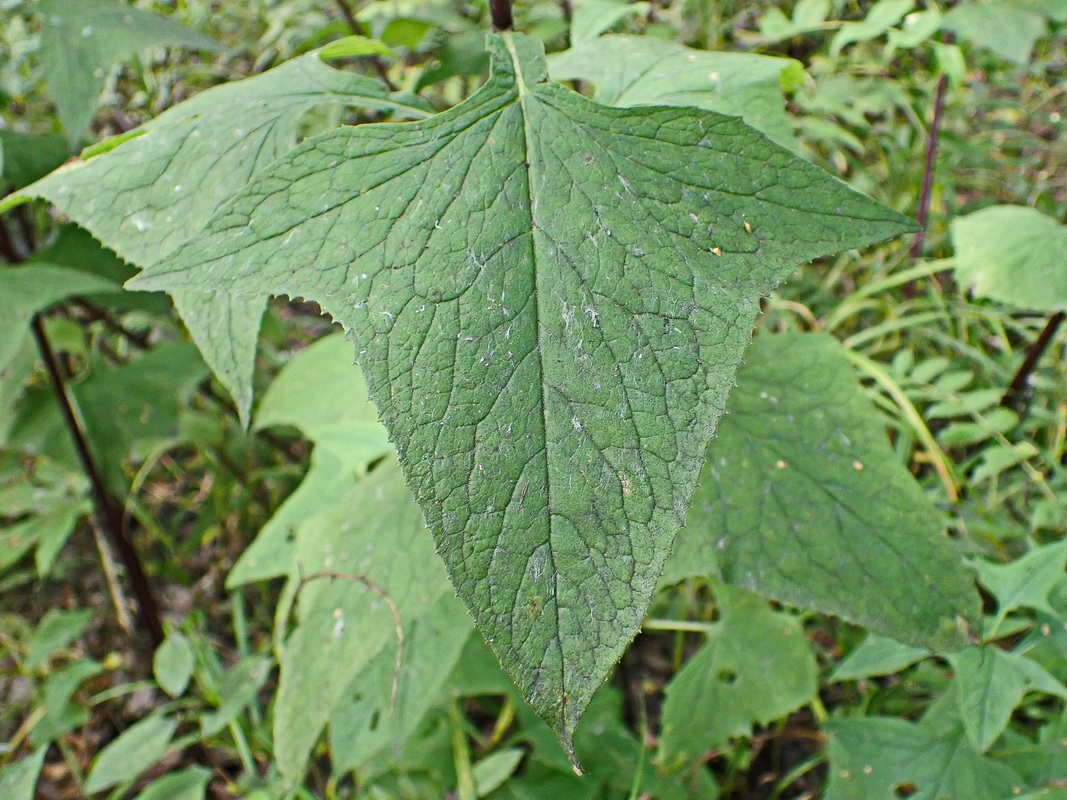 Image of Parasenecio hastatus specimen.