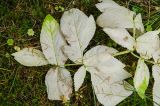 Archangelica officinalis. Лист в осенней окраске. Пермский край, Кишертский р-н, поляна в еловом лесу. 1 октября 2023 г.