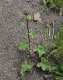 Arctium palladinii