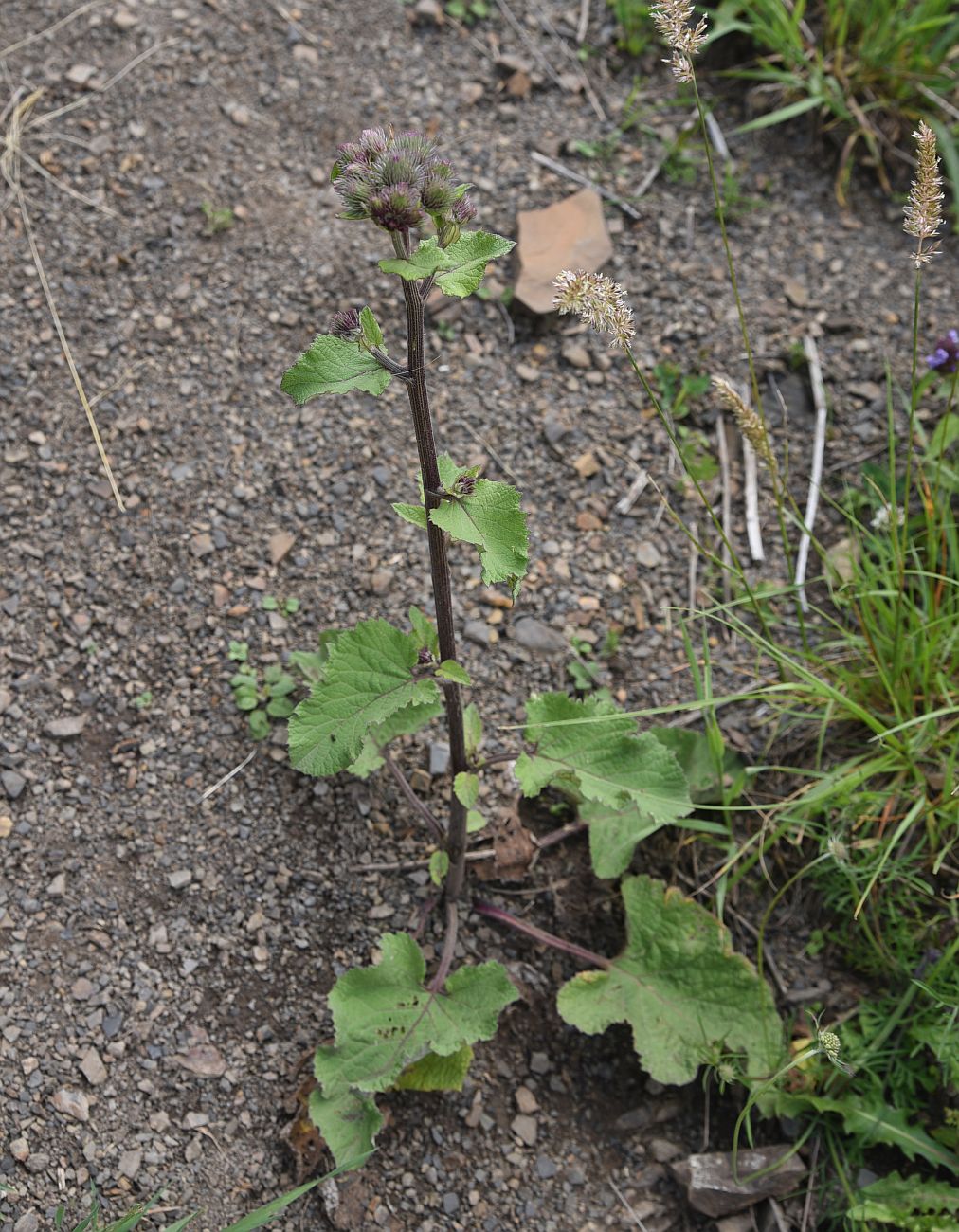 Изображение особи Arctium palladinii.