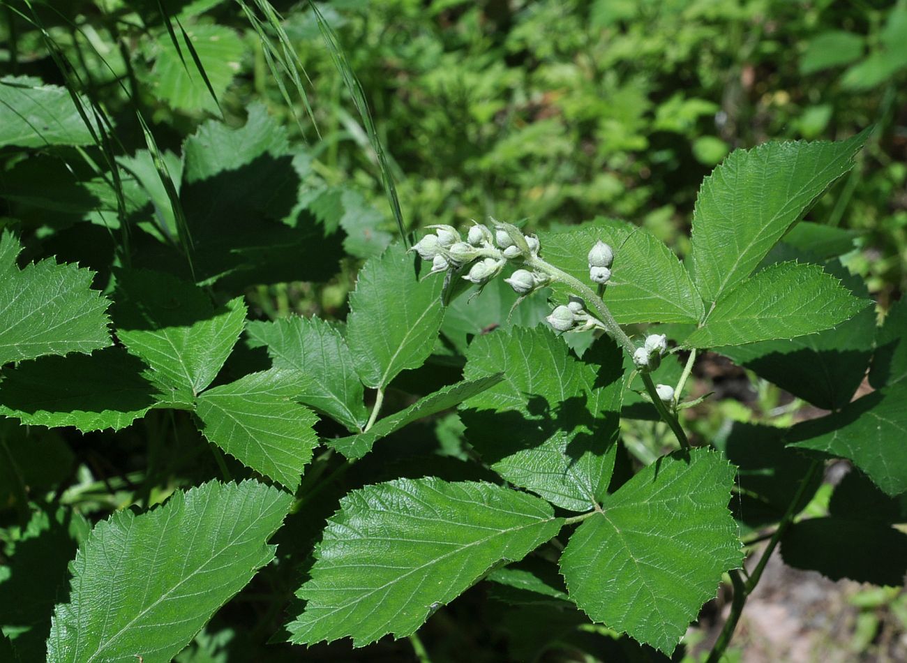 Image of genus Rubus specimen.