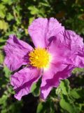 Cistus creticus