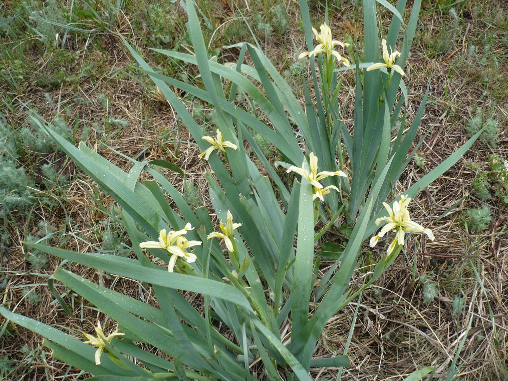 Image of Iris halophila specimen.