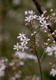 Смотреть изображение Gypsophila altissima