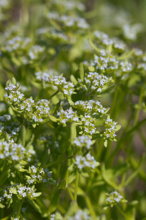 Изображение особи род Valerianella.