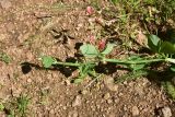 View full-size image Lathyrus miniatus