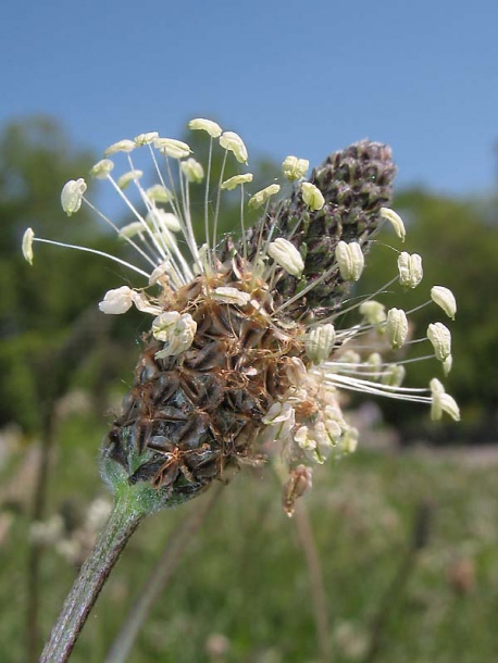 Image of Plantago lanceolata specimen.