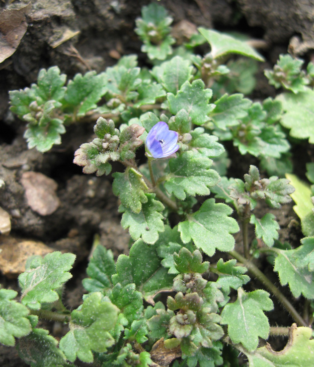 Image of Veronica polita specimen.