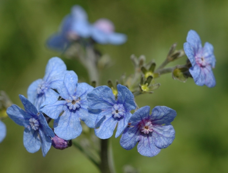 Изображение особи Cynoglossum capusii.