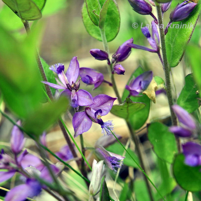 Image of Polygala japonica specimen.