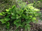 Rubus saxatilis