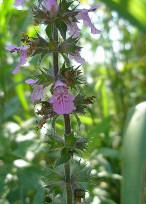 Image of Stachys palustris specimen.