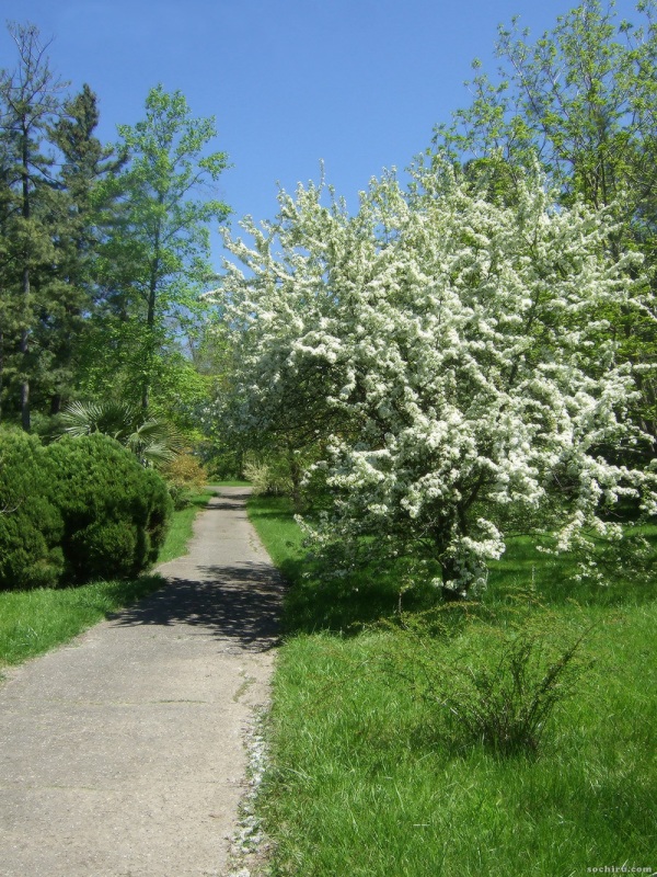 Image of genus Malus specimen.