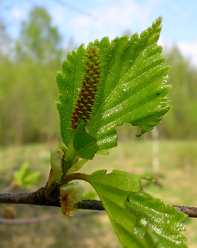 Изображение особи Betula pendula.