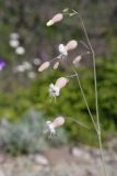 Смотреть изображение Oberna crispata