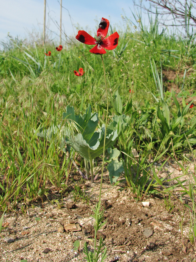 Image of Papaver laevigatum specimen.