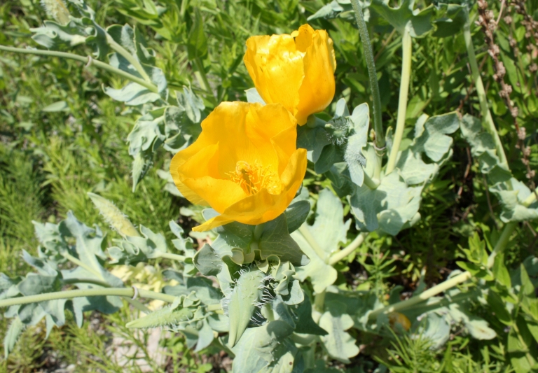 Изображение особи Glaucium flavum.