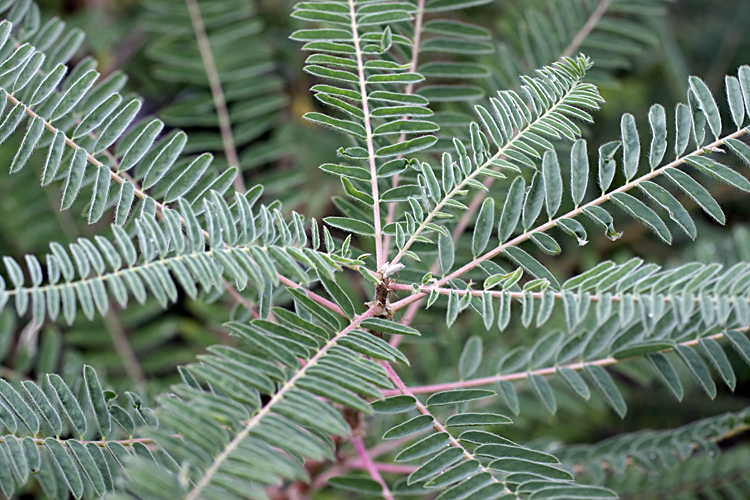 Image of Astragalus retamocarpus specimen.