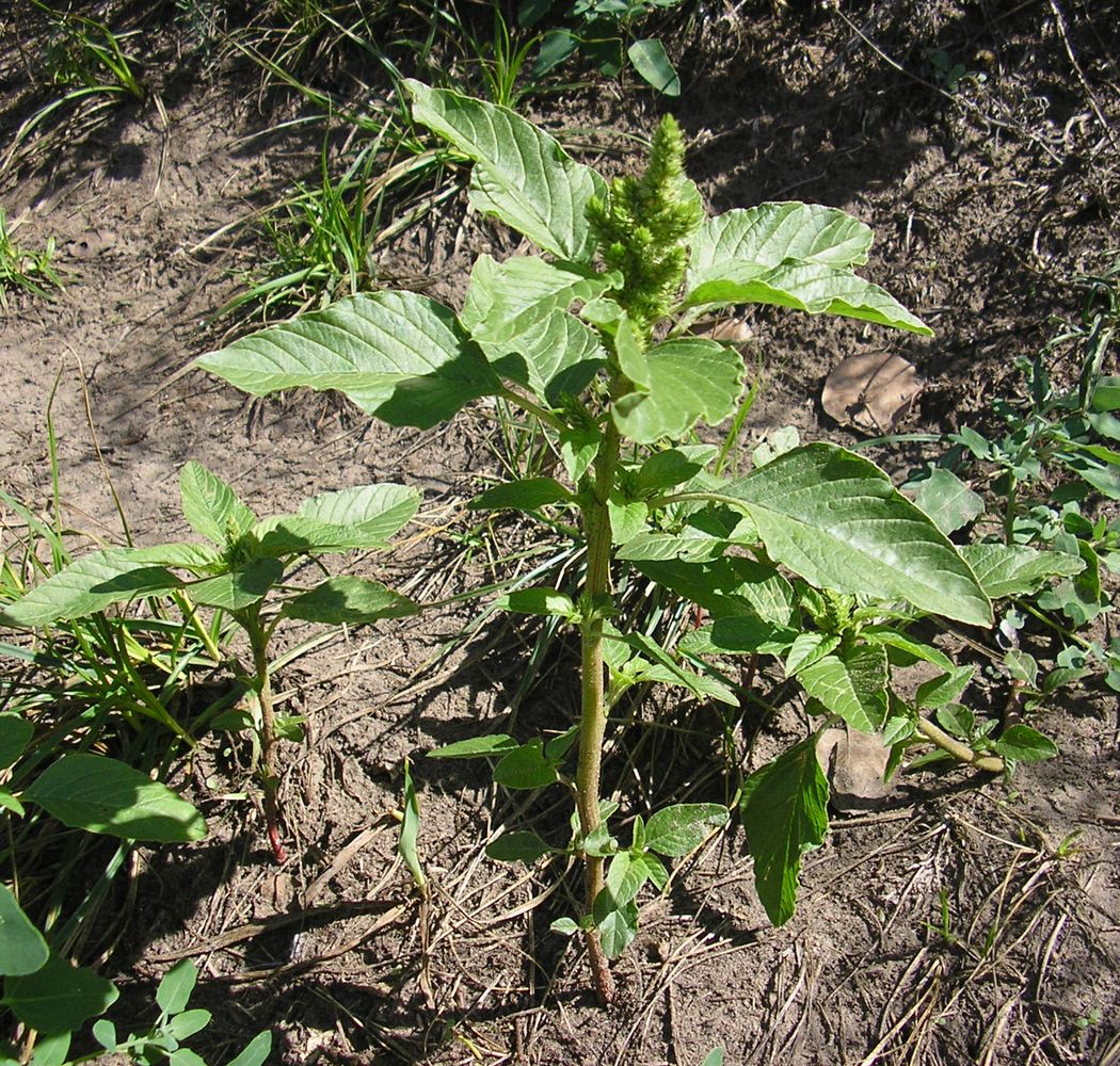 Image of Amaranthus retroflexus specimen.