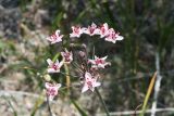 Butomus umbellatus