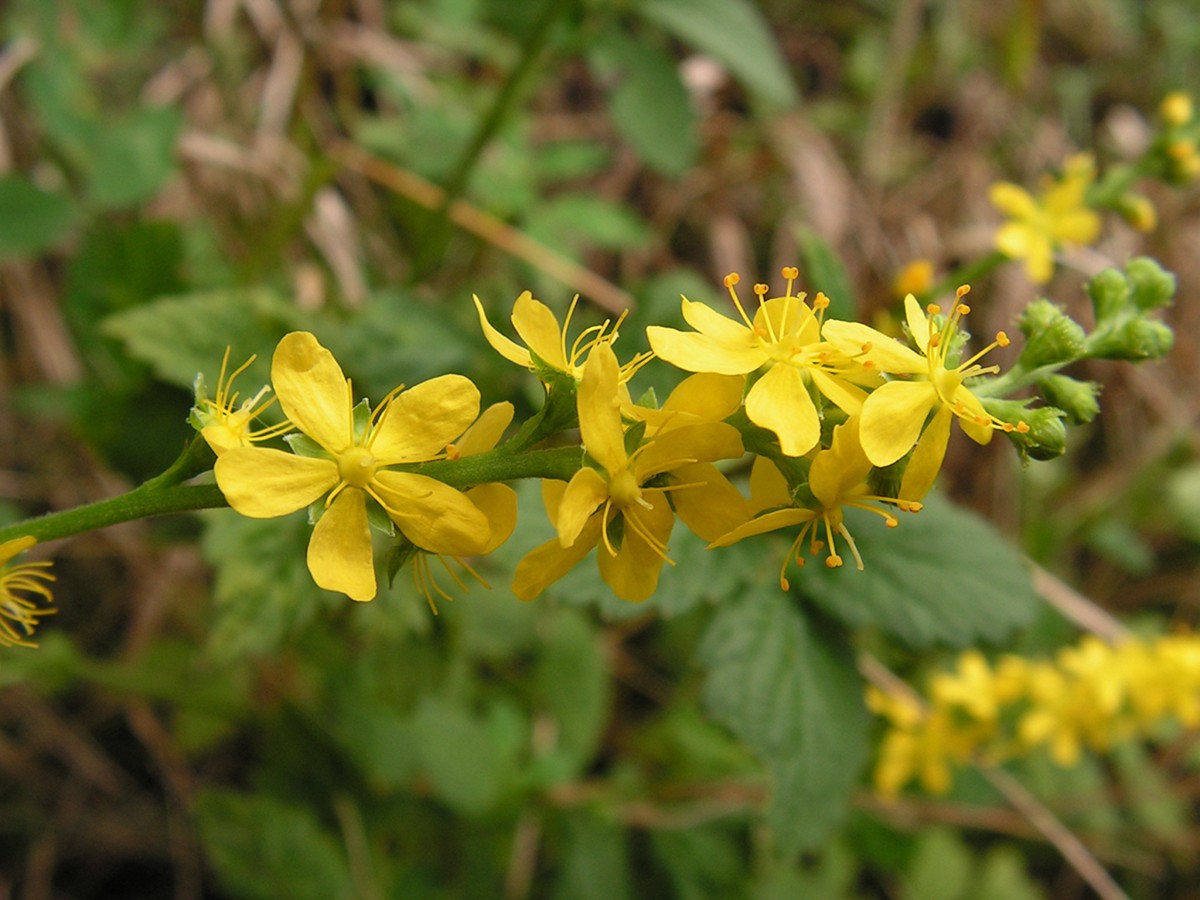 Изображение особи Agrimonia coreana.