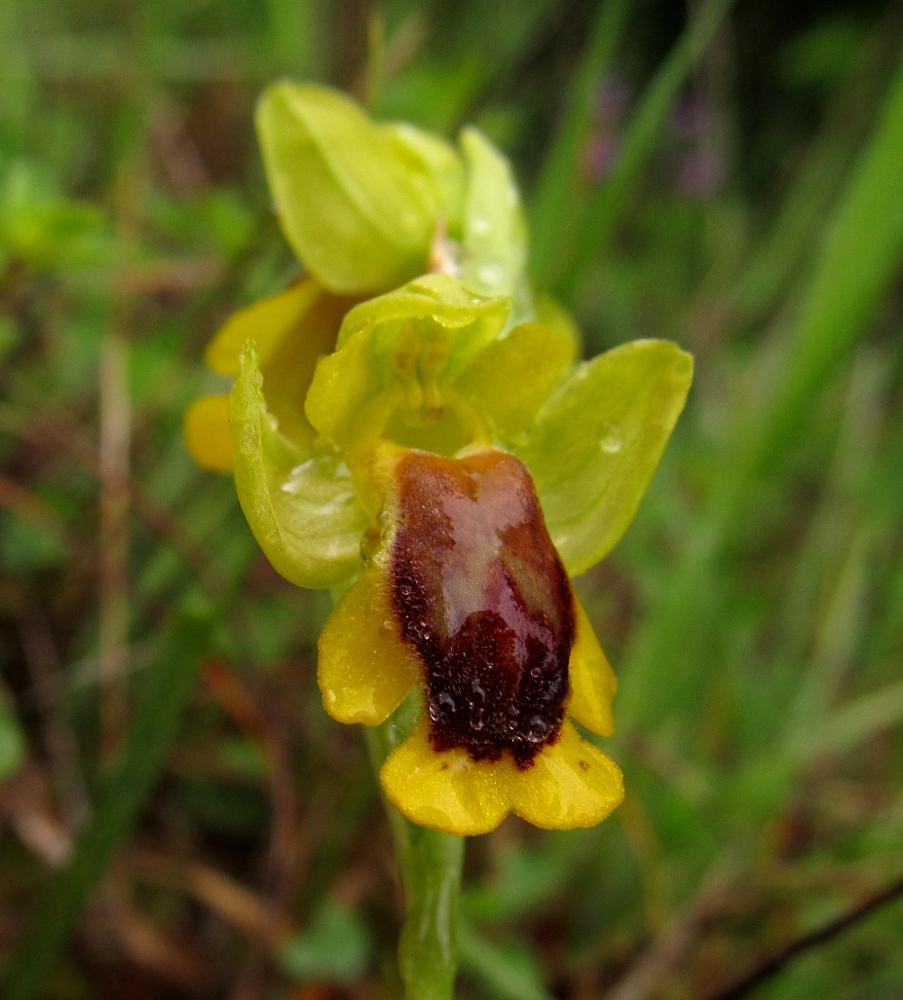 Image of Ophrys lutea specimen.