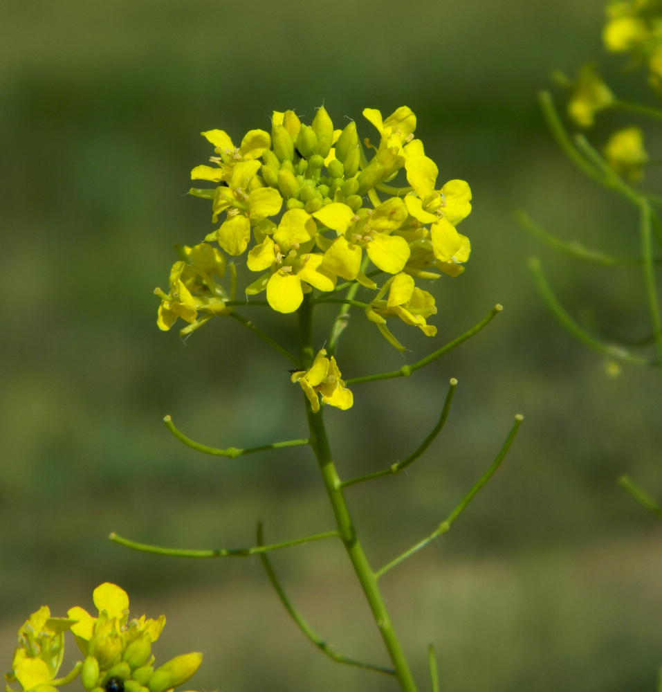 Изображение особи Sisymbrium loeselii.