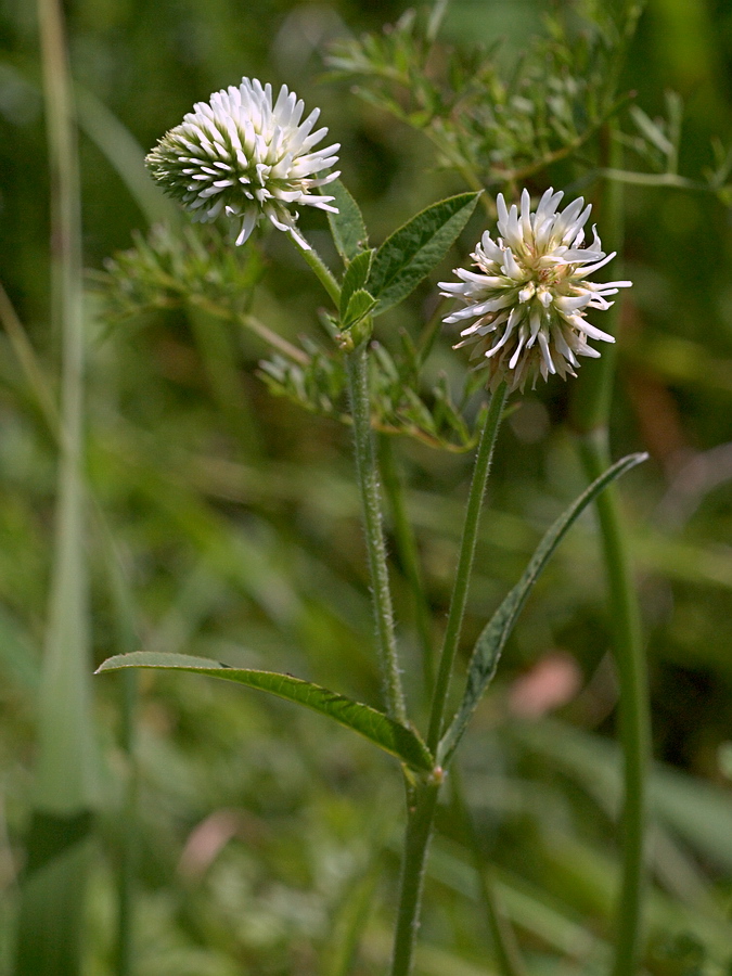 Изображение особи Trifolium montanum.