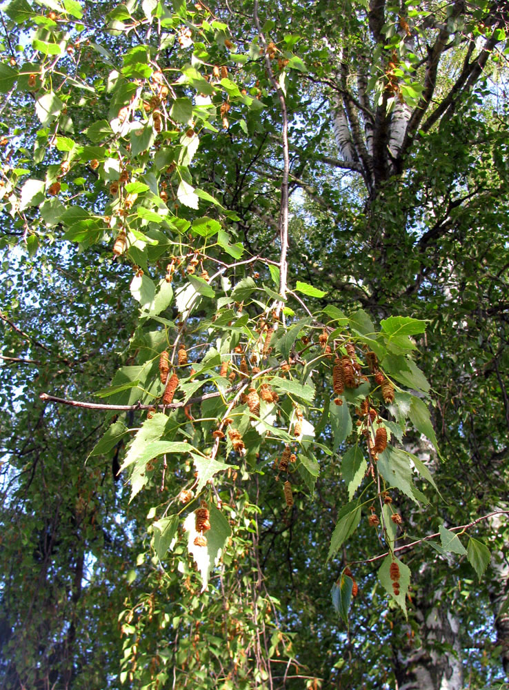 Изображение особи Betula pendula.