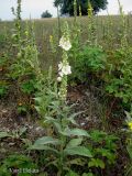 Verbascum densiflorum. Единственное белоцветковое растение среди нескольких десятков растений с цветками обычной окраски. Украина, Волынская обл., Ратновский р-н, северо-восточнее с. Залухов, возле оз. Святое, понижение среди дюны. 21 июля 2012 г.