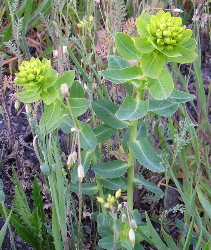 Image of Euphorbia agraria specimen.