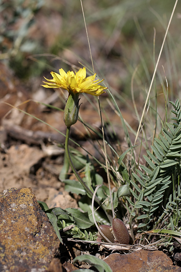 Image of genus Scorzonera specimen.