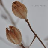 Lilium pumilum